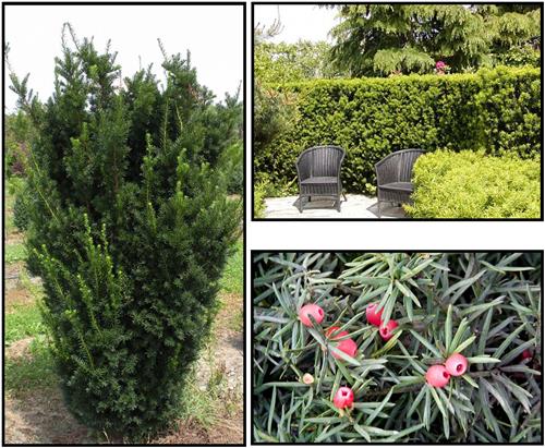 taks__hicksii__pyramideformet__taxus_media_hicksii__