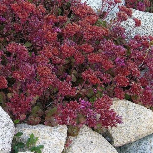 stenurt_rød__sedum_spurium