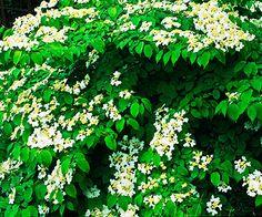 snebolle__nanum__hvid__2030_cm__leveres_barrodet__viburnum_opulus__