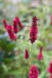 Urt - Persicaria Stauder