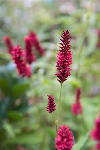 kerte-pileurt__persicaris_amplexicaulis_blackfield