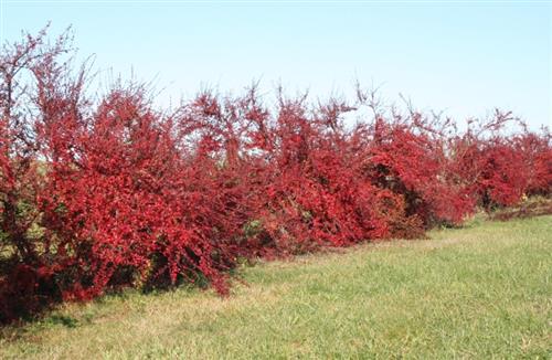 dværgmispel___vifte_dværgmisbel_overhæng__stedsegrøn__3050_cm__med_klump_el__potte__cotoneaster_divaricatus__bivenlige_planter_