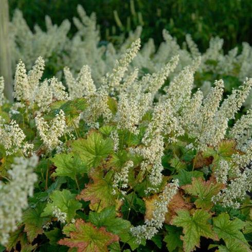 alunrod__heuchera_villosa_chantilly