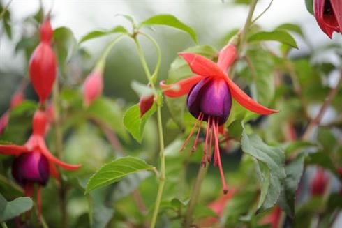havefuchsia__fuchsia_mrs_popple