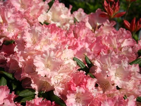 rhododendron__cremerosa__3040_cm_med_potte_eller_klump__yakushimanum_loreley__