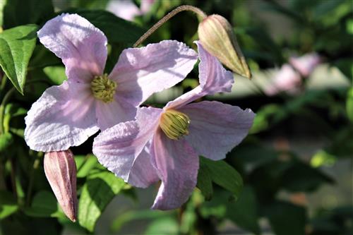 clematis__viticella__entel__hvid_med_lilla_skær__leveres_med_potte__småblomstrende__mp-34__