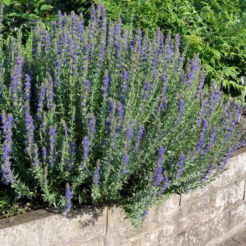 isop_krydderurt__hyssopus_officinalis