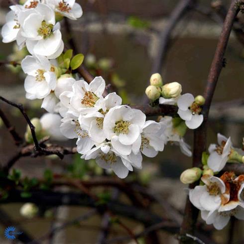 tilbud__japansk_kvæde__nivalis__hvid__leveres_i_p9_potte__chaenomeles_speciosa_