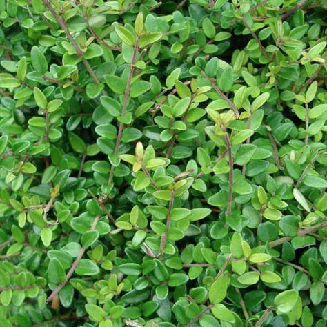 gedeblad__myrtegedeblad__stedsegrøn__1525_cm_med_potte__lonicera_nitida_elegant_