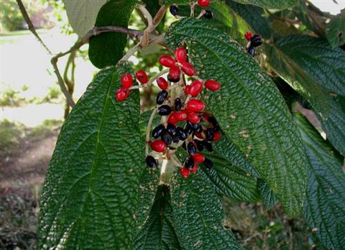 rynkeblad__rød__viburnum_rhytidophyllum_