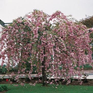 japansk_kirsebær__kiku__hænge__prunus_serrulata_kiku_shidare_sakura__haveplanter_allétræer