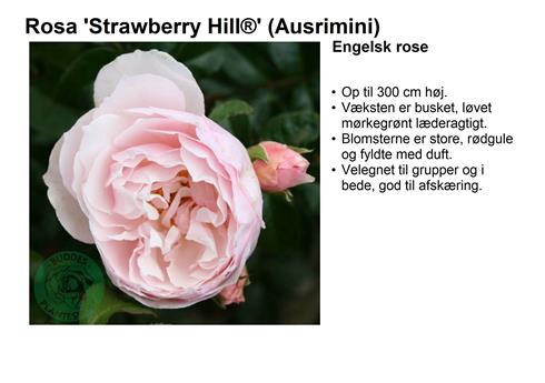 strawberry_hill__lyserød__engelsk_rose__