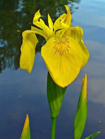 iris_pseudacorus