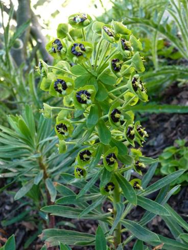 vortemælk__euphorbia_characias_black_pearl