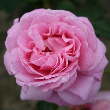our_first_summer__rosa__slyngroser__