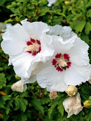 syrisk_rose__hvid_med_rød_midte__3050_cm_med_potte_eller_klump__hibiscus_china_chiffon__