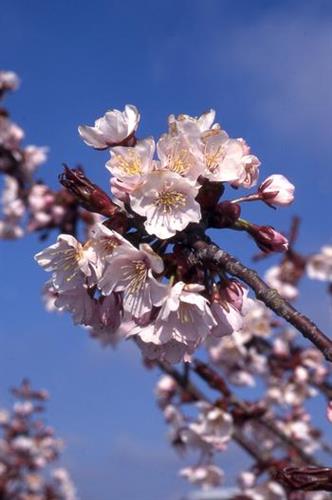 japansk_kirsebær__spire__5080_cm_med_p9_potte__prunus_hillieri_