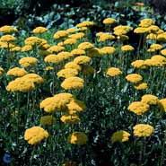 røllike__achillea_filipendulina_parkers_variety