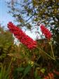 Urt - Persicaria Stauder