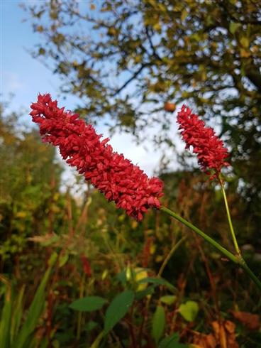 pileurt__persicaria_amplexicaulis_dikke_floskes