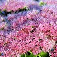 kinesisk_sankt_hans_urt__sedum__spectabile__brillant_