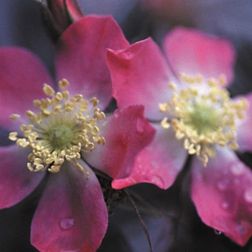 kobberrose__rosafarvet__rosa_glauca_