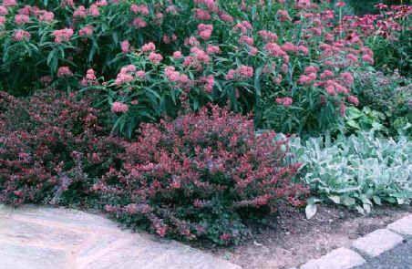 berberis__atropurpurea__rød__berberis_thunbergii_atropurpurea_