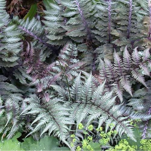 japansk_fjerbregne__athyrium__niponicum__metallicum_
