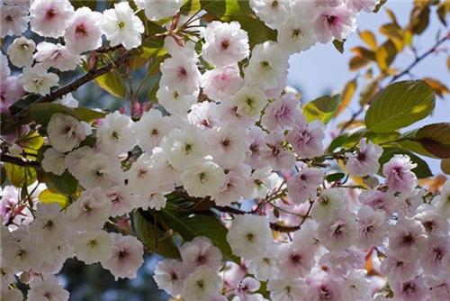 japansk_kirsebær__shimidsu__5080_cm_med_p9_potte__prunus_serrulata__