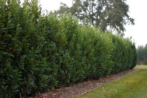 laurbærkirsebær__elly__2040_cm_med_p9_potte__prunus_laurocerasus_