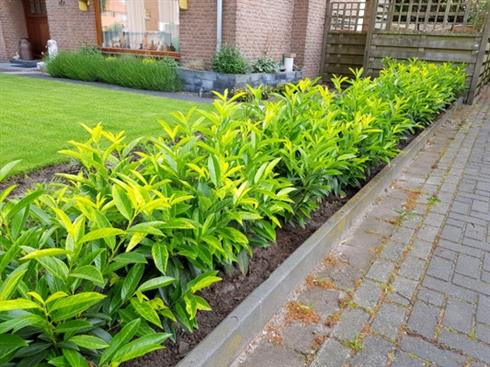 laurbærkirsebær__goris_gold__1040_cm_med_p9_potte__prunus_laurocerasus_