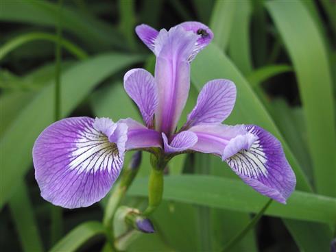 iris_versicolor