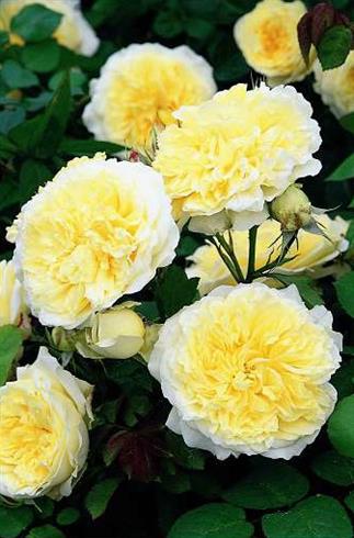 the_pilgrim__gul__engelsk_rose__