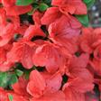 Azalea Hæk planter
