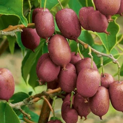 stikkelsbærkiwi__kens_red__5080_cm_med_potte__actinidia_arguta_