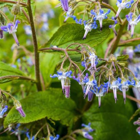 trachystemon_orientalis