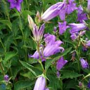 campanula__mælkeklokke__lilla__lactiflora_macrantha_