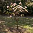 Magnolia Træer-Buske
