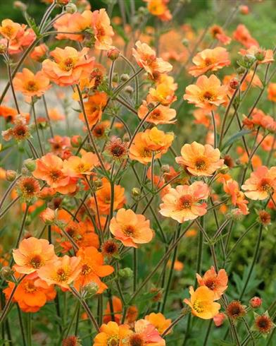 nellikerod__geum_prinses_juliana