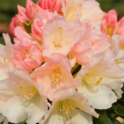 rhododendron__cremegul__golden_torch__3040_cm_med_potte_eller_klump__