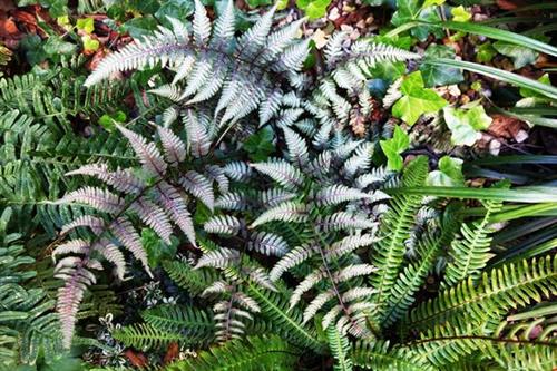 japansk_fjerbregne__athyrium__niponicum__metallicum_