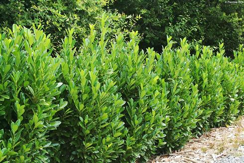 laurbærkirsebær__greentorch__prunus_laurocerasus_