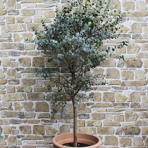 eukalyptus