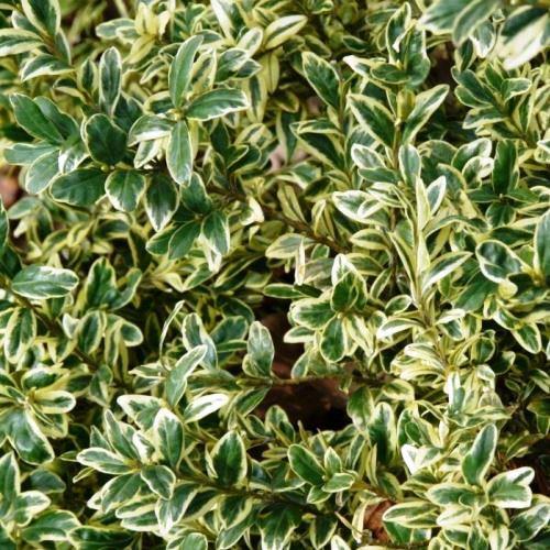 buksbom__spættet__buxus_sempervirens_aureovariegata__