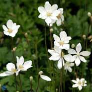 sommeranemone__anemone_sylvestris_