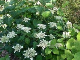 hortensia__radiata__hvid__hydrangea_arborescens__haveplanter_