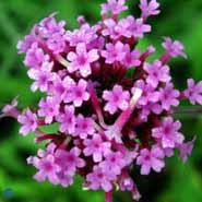 verbena__lys_lilla_blomster__bonariensis_