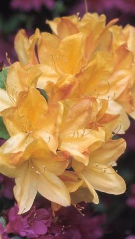 rhododendron__gul__4050_cm_med_potte_eller_klump__luteum__golden_sunset__