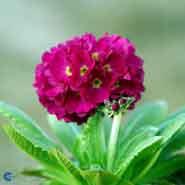 kugleprimula__rødviolette_blomster__denticulata__rubin_