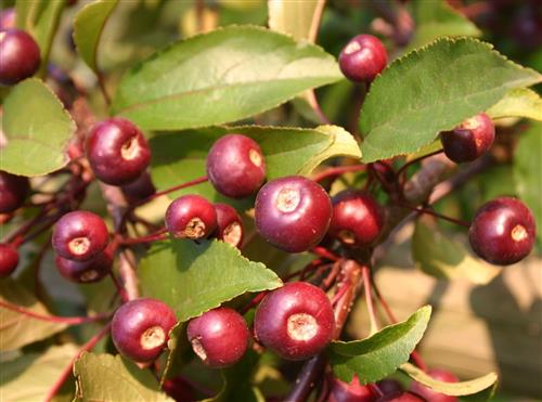 paradisæble__nicoline__malus__haveplanter__